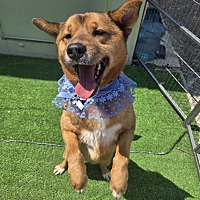 adopt-pet