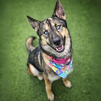 adopt a pet