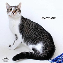 Thumbnail photo of Meow Mix #1
