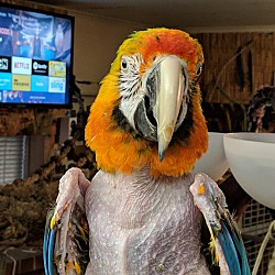 Thumbnail photo of Sunshine Catalina Macaw #4