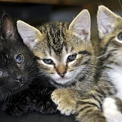 Thumbnail photo of Polydactyl kittens #1