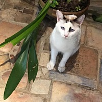 adopt a pet