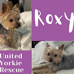 Thumbnail photo of Roxy #3