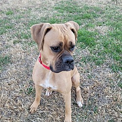 Photo of Bella "Nova"