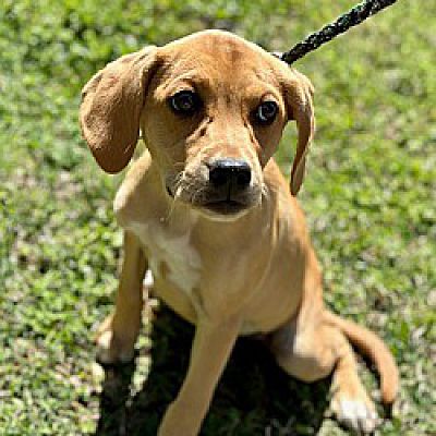 Burlington, VT - Beagle/Dachshund. Meet Diva a Pet for Adoption ...