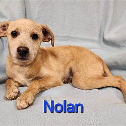 Photo of Nolan