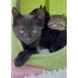 Thumbnail photo of Bonded Pair - Melanistic Bengal Kittens #2