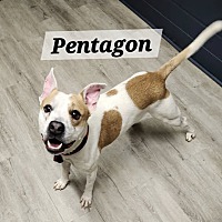 adopt a pet