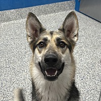 adopt a pet