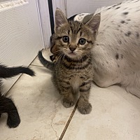 adopt-pet