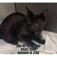 adopt-pet