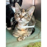 adopt-pet