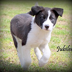 Thumbnail photo of Jubilee~adopted! #1