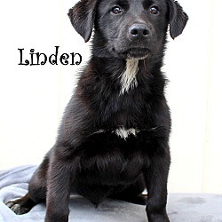 Thumbnail photo of Linden~adopted! #1