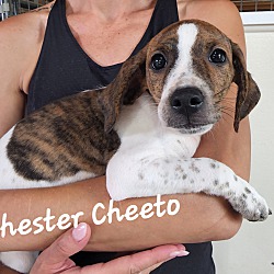 Thumbnail photo of Chester Cheeto #3