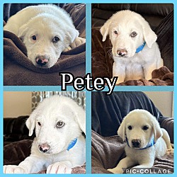 Photo of Petey