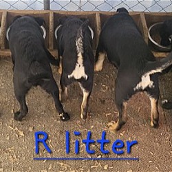 Thumbnail photo of R litter #4