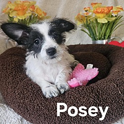 Thumbnail photo of Posey #2