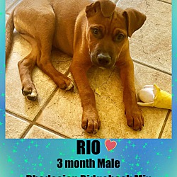 Photo of RIO – 3 MONTH MALE RHODESIAN R