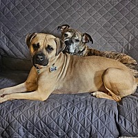 adopt a pet