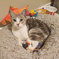 adopt a pet