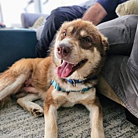 adopt a pet