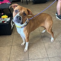 adopt a pet