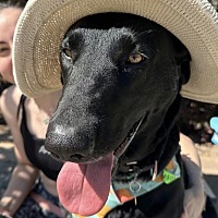 adopt a pet