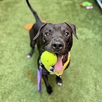 adopt a pet