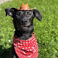adopt a pet