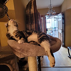 Thumbnail photo of Goose Goofball #3