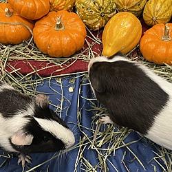 Photo of Pumpkin and Monty
