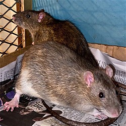 Photo of Willy & Gus
