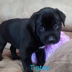Photo of Tiptoe
