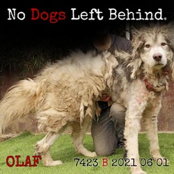 Thumbnail photo of Olaf 7423 #2