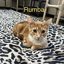Photo of Rumba