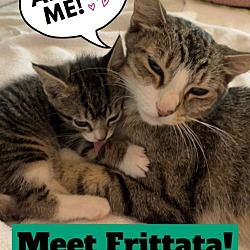 Thumbnail photo of Frittata, Jenkintown PetSmart (FCID 7/02/2024-140) #1