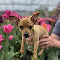 adopt a pet