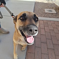 adopt a pet