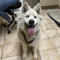 adopt a pet