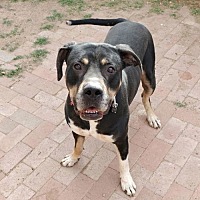 adopt-pet