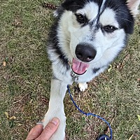 BOOGER - Siberian Husky / Pomeranian available for adoption