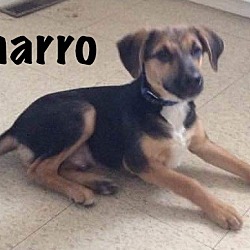Thumbnail photo of Charro #1