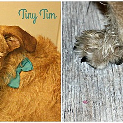 Thumbnail photo of Tiny Tim #4