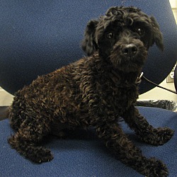 Thumbnail photo of Brian the Poodle #3