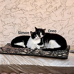 Photo of Oreo and Simon - bonded pair (Courtesy Post)