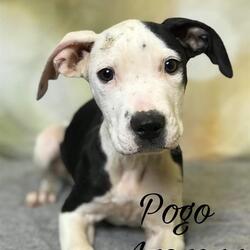 Photo of POGO
