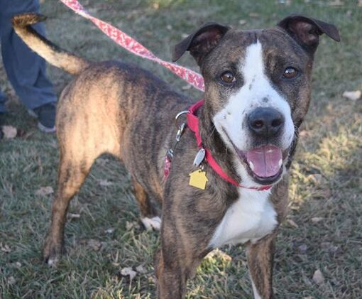 Maryland Heights, MO - Plott Hound/American Pit Bull Terrier. Meet ...