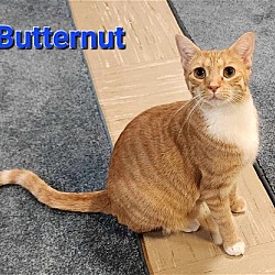 Photo of Butternut