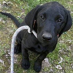 Photo of Sniffer Dog Kenny
